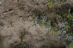 Delosperma litorale