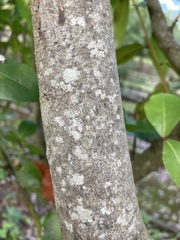 Tracheophyta