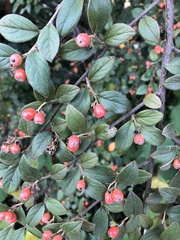 Cotoneaster franchetii