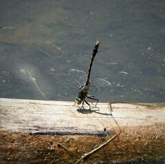 Arigomphus villosipes