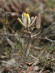 Albuca dalyae