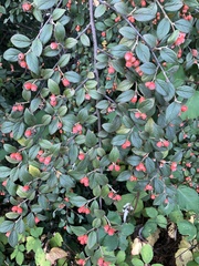 Cotoneaster franchetii