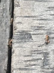 Trichomyrmex destructor