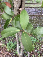 Tracheophyta