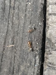Trichomyrmex destructor