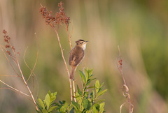 Acrocephalus bistrigiceps