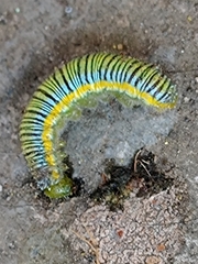 Leptophobia aripa elodia