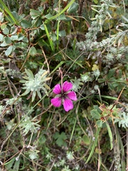 Geranium polyanthes