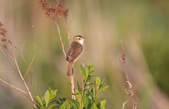 Acrocephalus bistrigiceps
