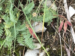 Oxytropis montana