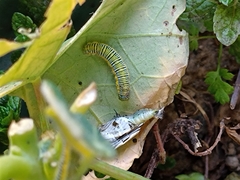 Leptophobia aripa elodia