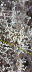 Seriphium plumosum