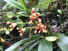 Maxillaria campanulata
