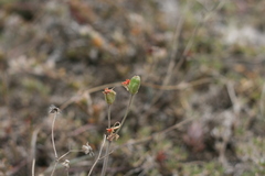 Tulbaghia acutiloba