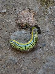 Leptophobia aripa elodia