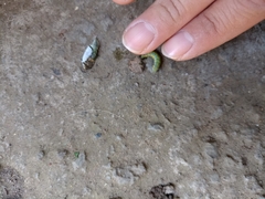 Leptophobia aripa elodia