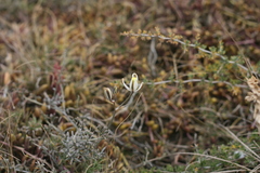 Albuca dalyae