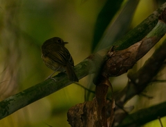 Hemitriccus obsoletus