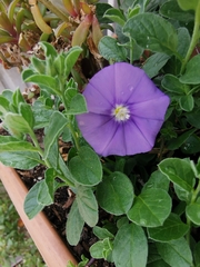 Convolvulus sabatius