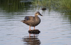 Anas platyrhynchos × zonorhyncha