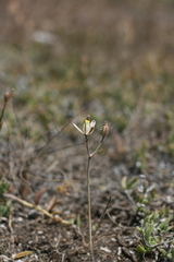 Albuca dalyae