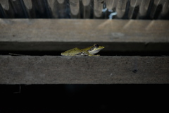 Polypedates macrotis