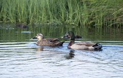 Anas platyrhynchos × zonorhyncha