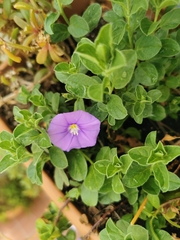 Convolvulus sabatius