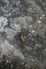 Albuca dalyae