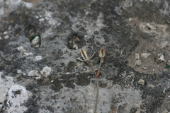 Albuca dalyae