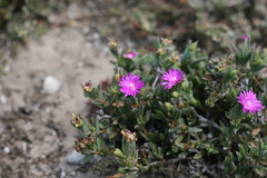 Ruschia congesta
