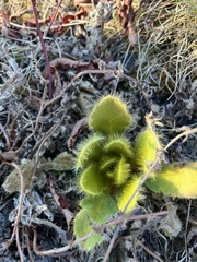 Meconopsis paniculata