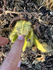 Meconopsis paniculata