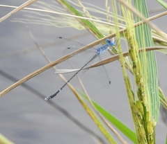 Lestes praemorsus