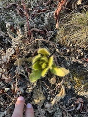 Meconopsis paniculata