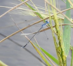 Lestes praemorsus