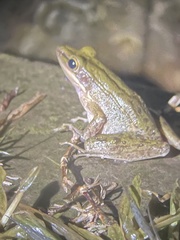 Chalcorana chalconota