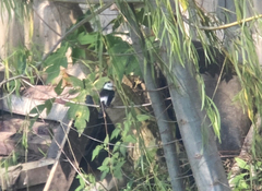 Fluvicola albiventer