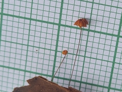 Marasmius