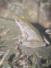 Chalcorana chalconota