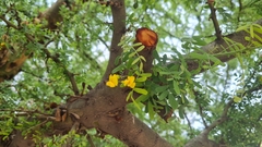 Geoffroea decorticans