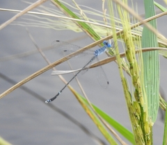 Lestes praemorsus