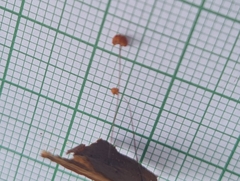 Marasmius
