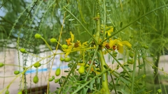 Parkinsonia aculeata