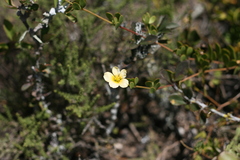 Roepera divaricata