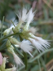 Baccharis halimifolia