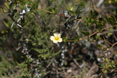 Roepera divaricata