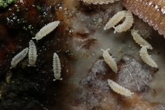 Onychiurinae