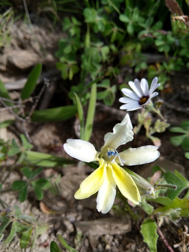 Babiana odorata