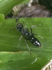 Ectomomyrmex